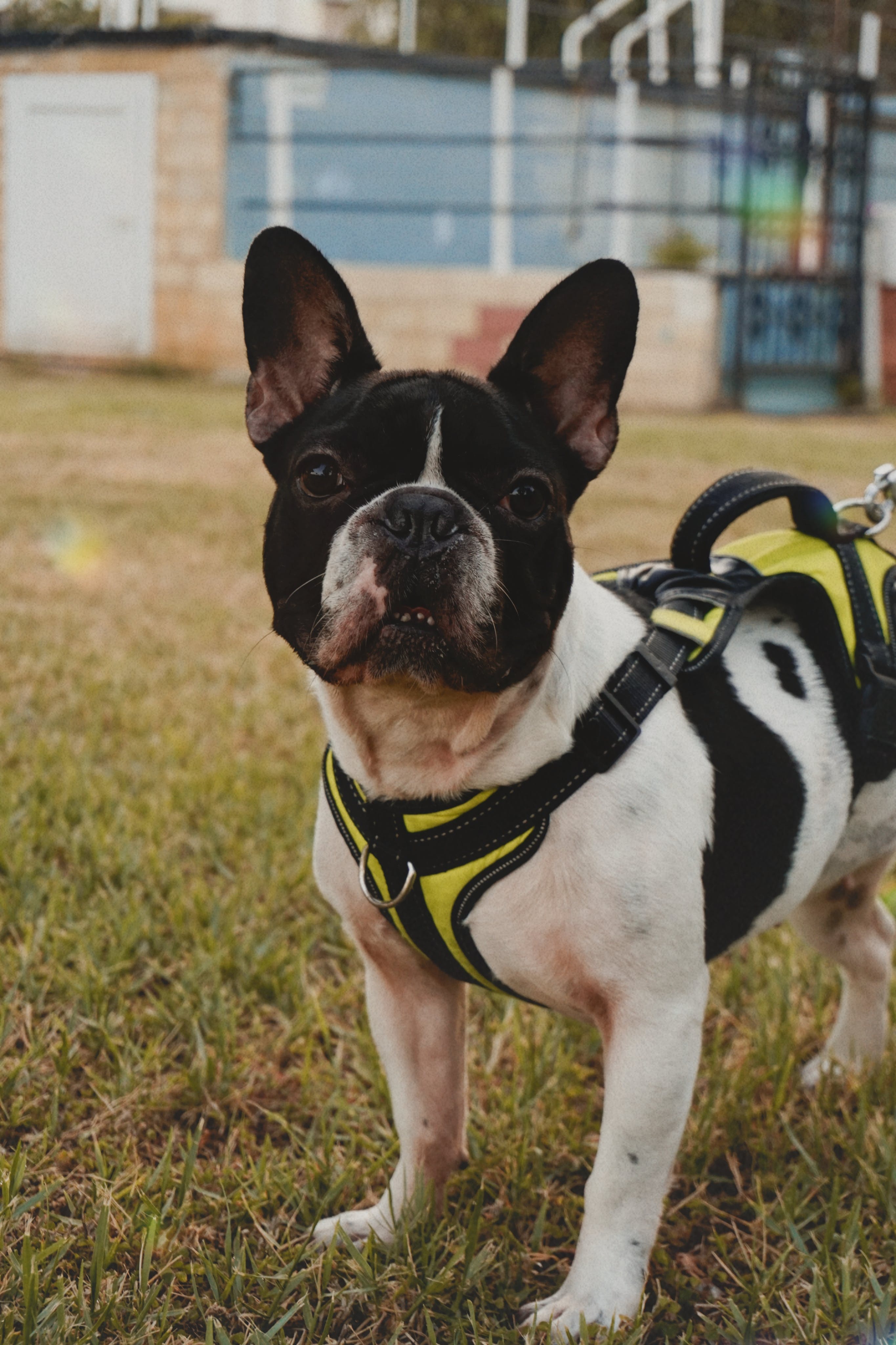 Harnesses